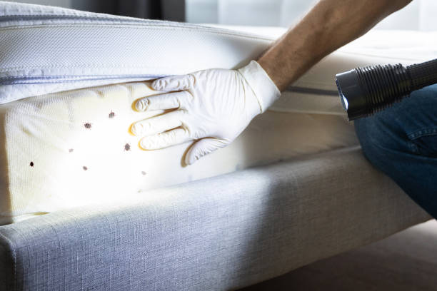 Trusted Timberlake, VA Pest Control Experts