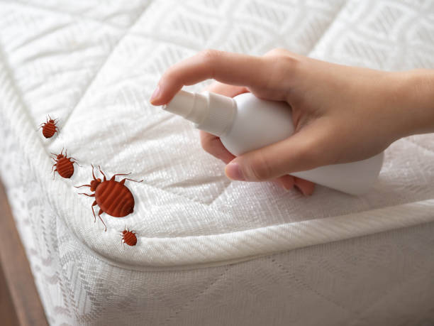 Best Exterminator Services  in Timberlake, VA